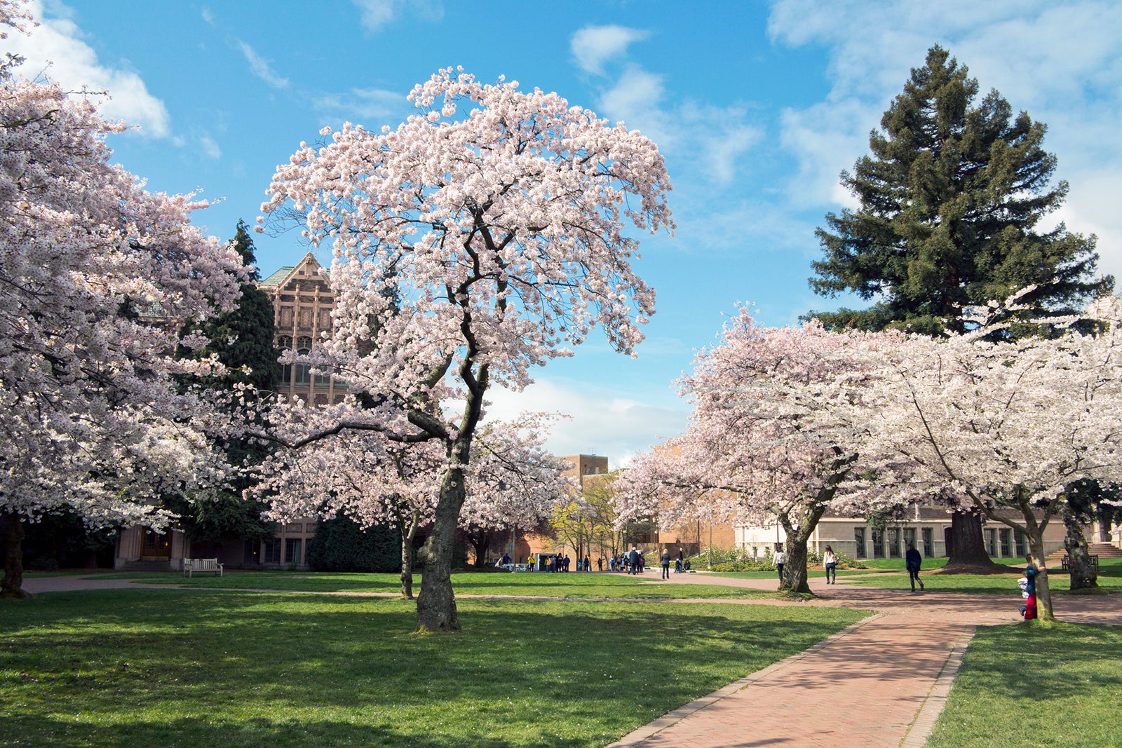 University of Washington in Spring