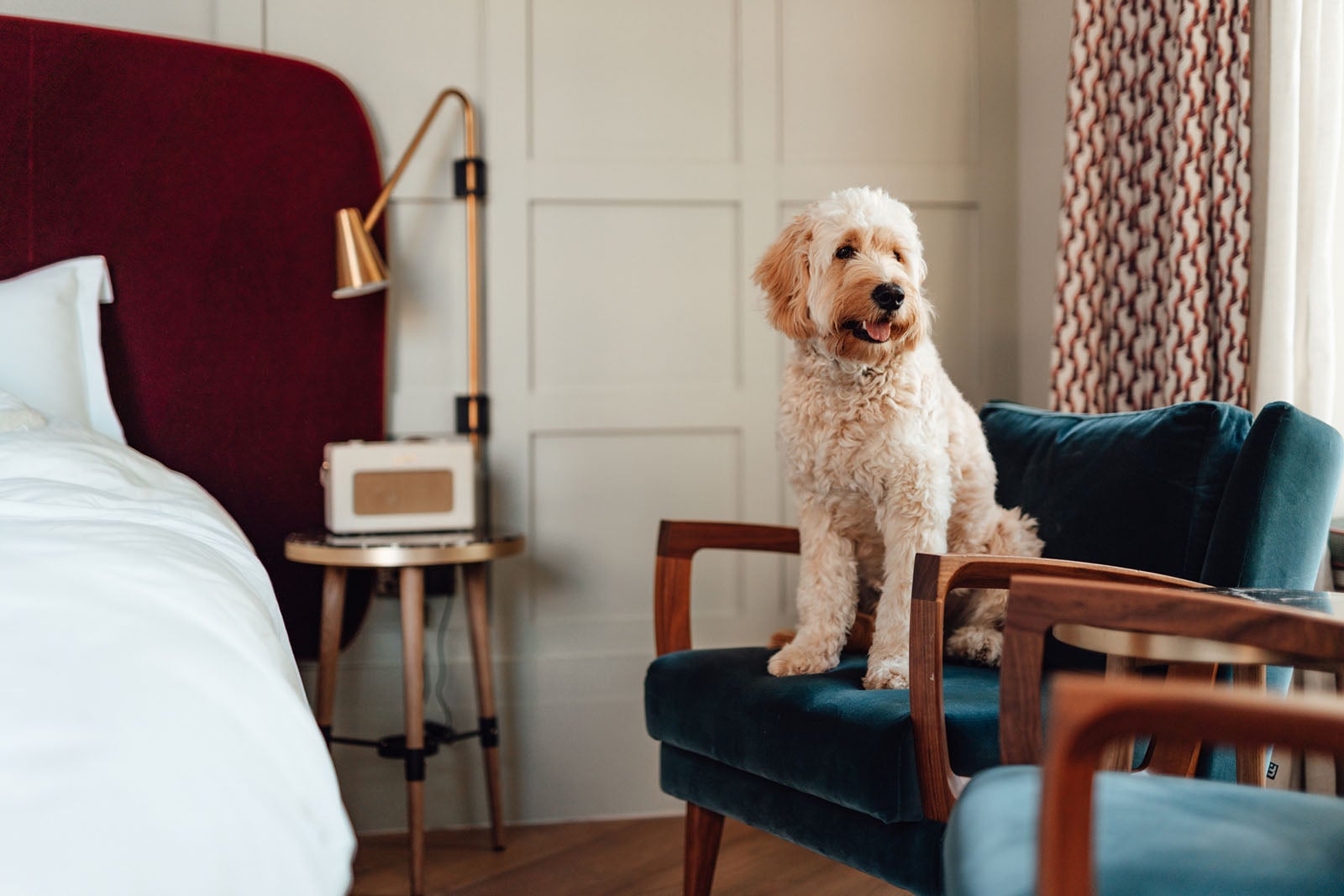 Exploring the World with Fido: The Top Dog-Friendly Hotels You'll Love - 1. Dog-friendly rooms and suites