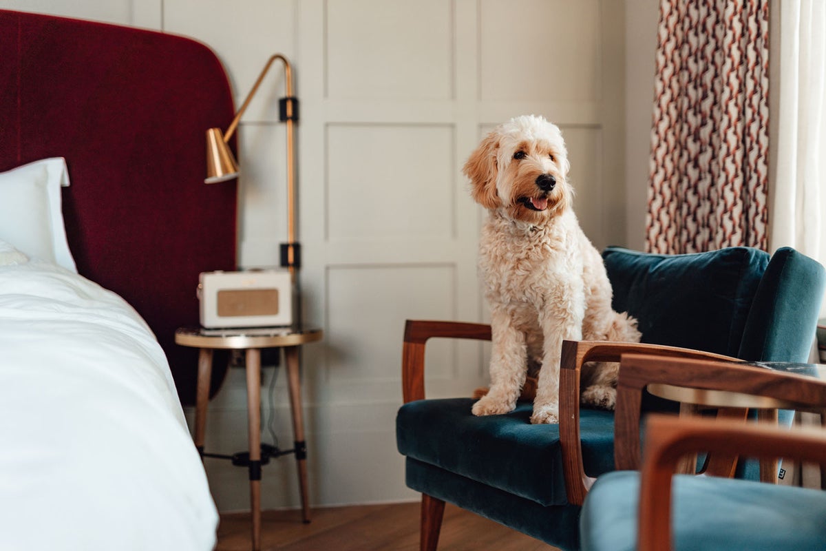 Evaluate The Hotels Company Airbnb On Pet-friendly Hotels Pet-friendly Hilton hotels your best friend will enjoy - The Points Guy
