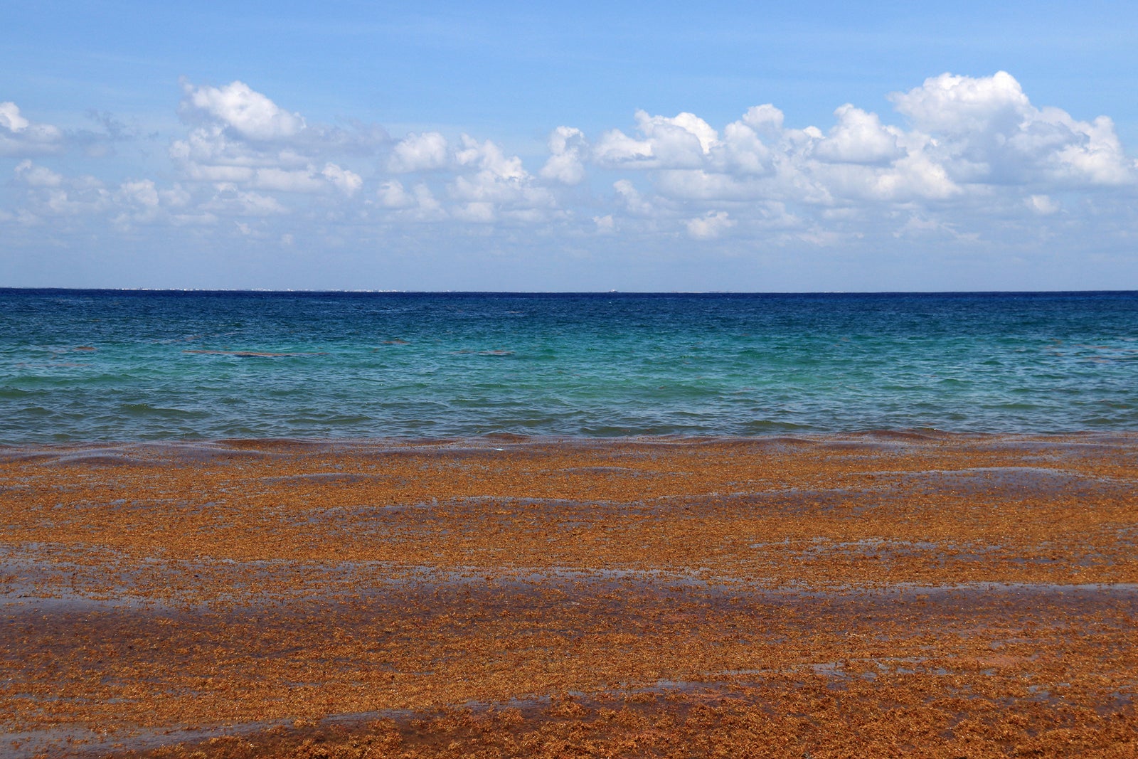Sargassum is headed to Florida and the Caribbean. Could it ruin your beach vacation?