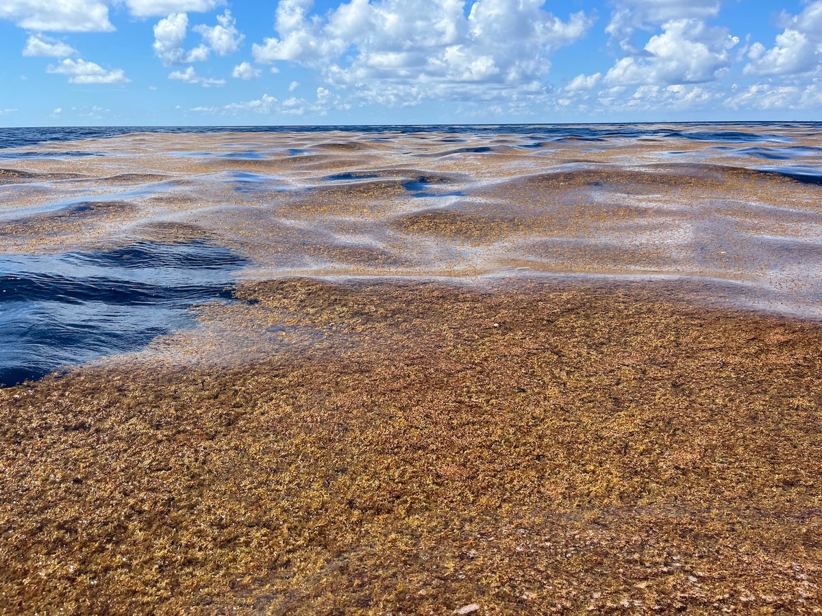 Sargassum is headed to Florida and the Caribbean. Might it spoil your