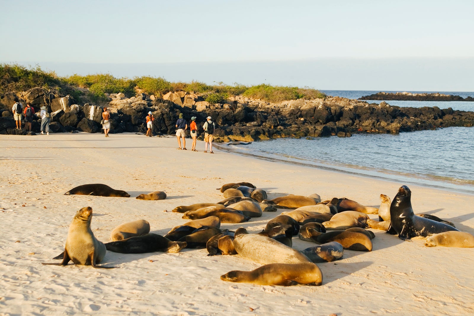 Travelers on beach with group of Galapagos Sea Lions Stuart Westmorland