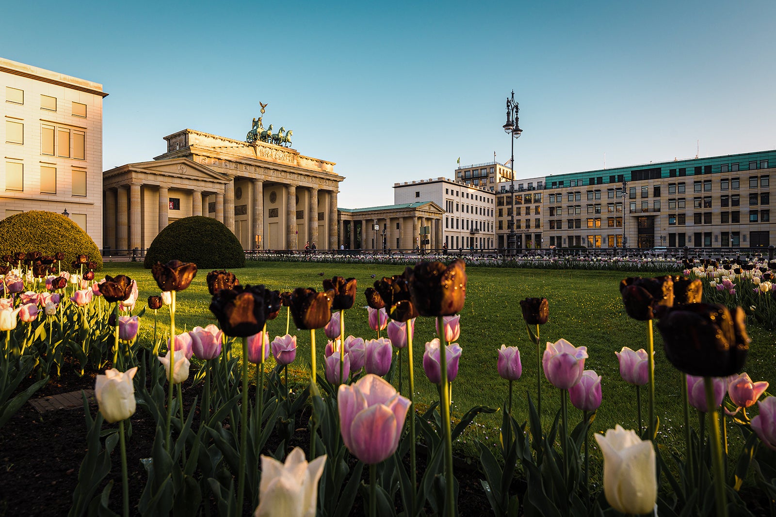 Tulips at park near Brandenburg Gate in Berlin Marcello Zerletti EyeEm