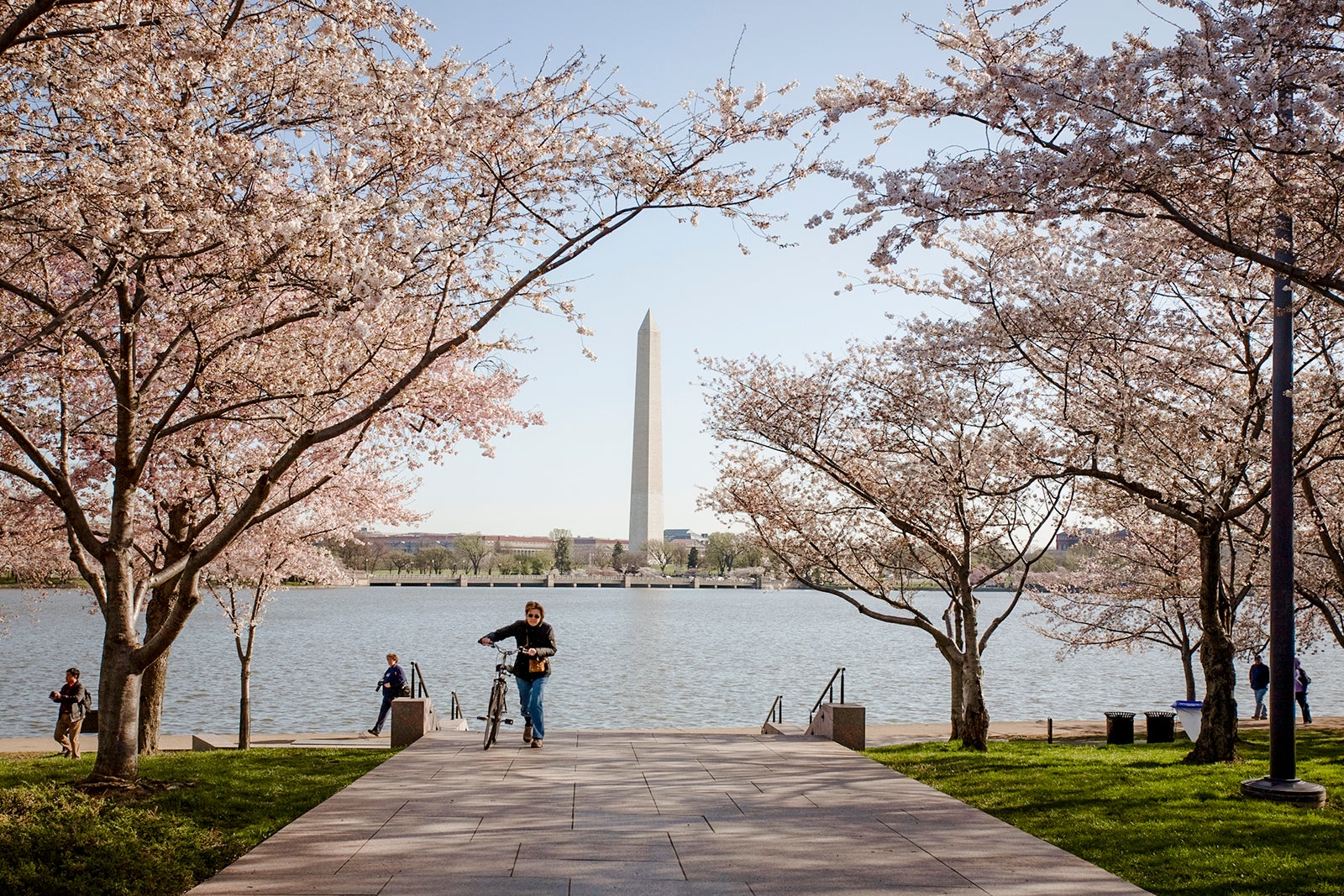Washington Monument behind cherry blossom trees Washington DC Richard T. Nowitz