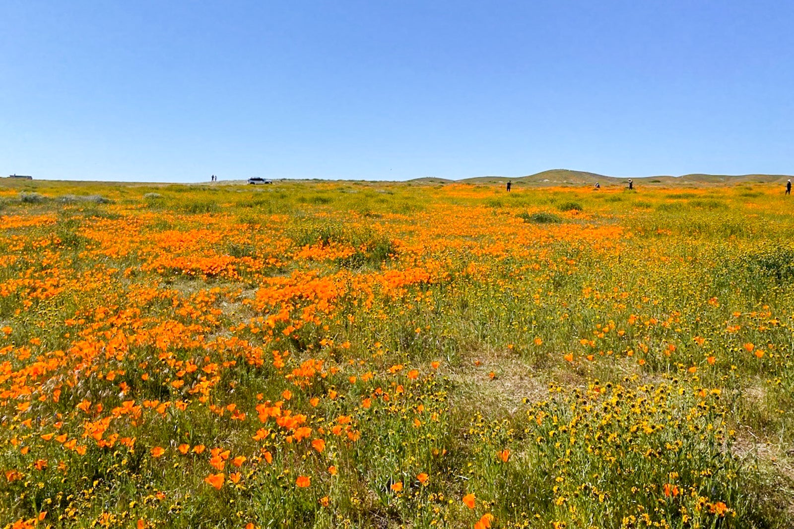 How to see the California superbloom - The Points Guy