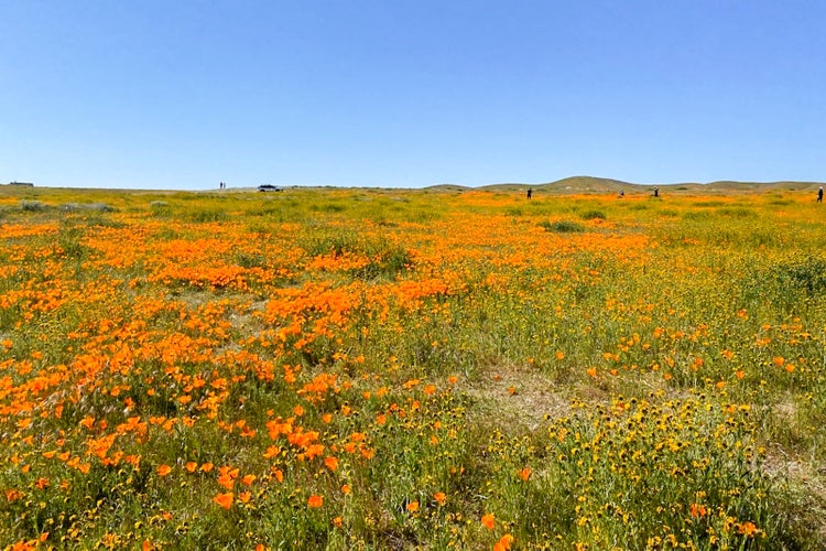 How to see the California superbloom - The Points Guy