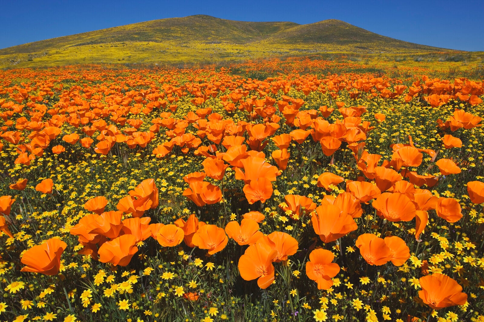 USA, California, Antelope Valley, California golden poppies