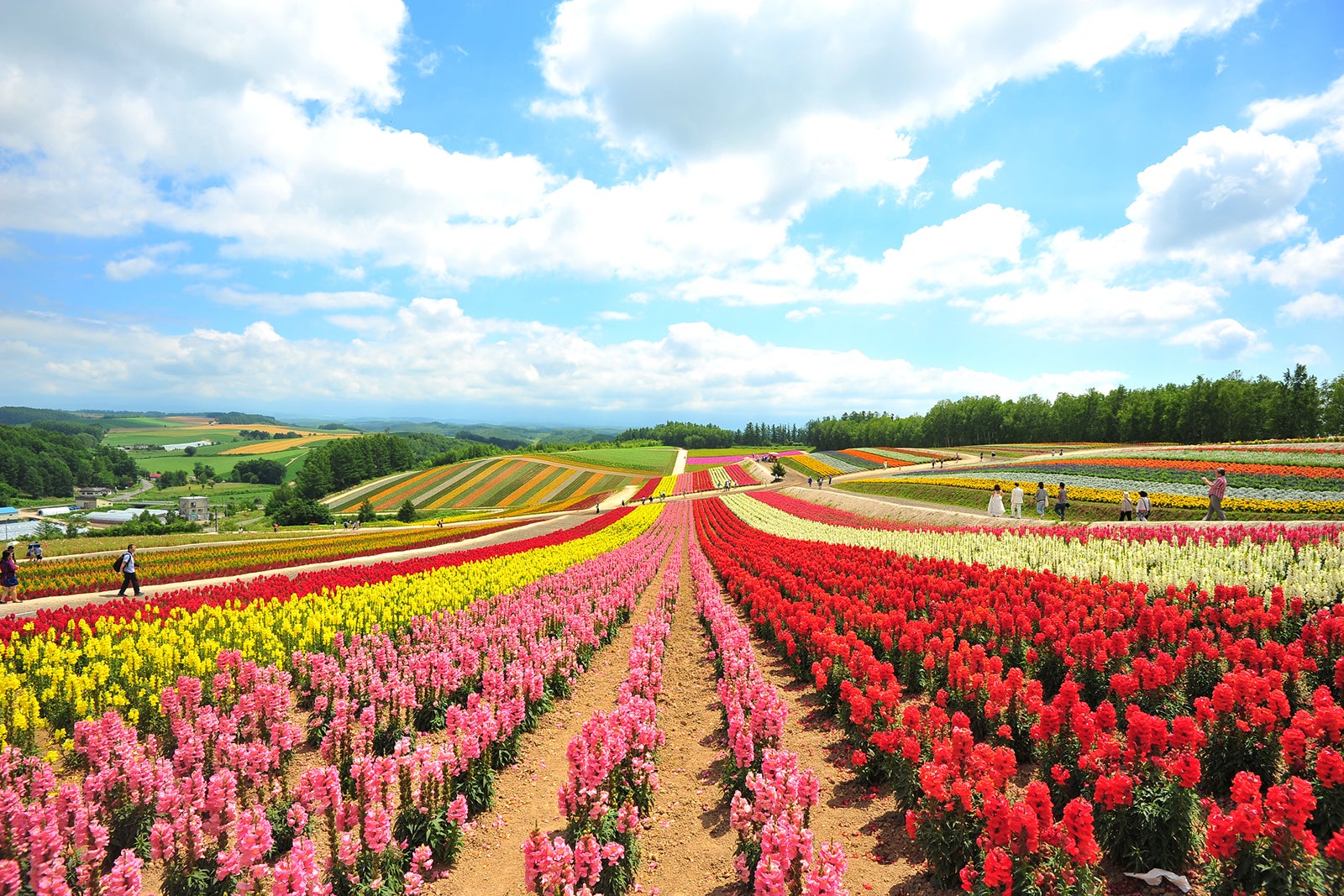 Flower Fields in Hokkaido, Japan