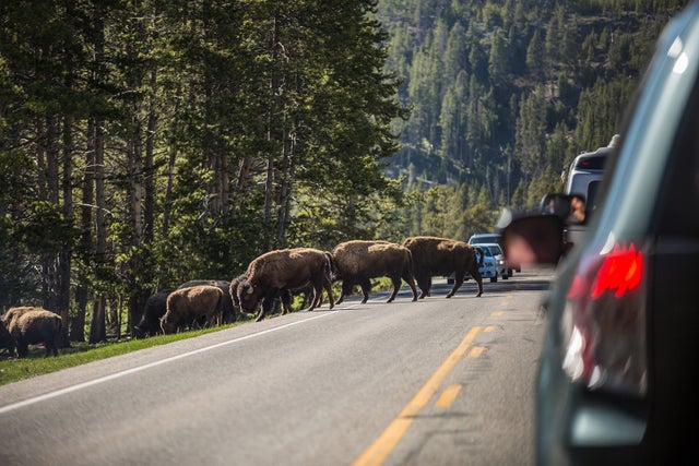 An epic road trip through Grand Teton and Yellowstone national parks ...