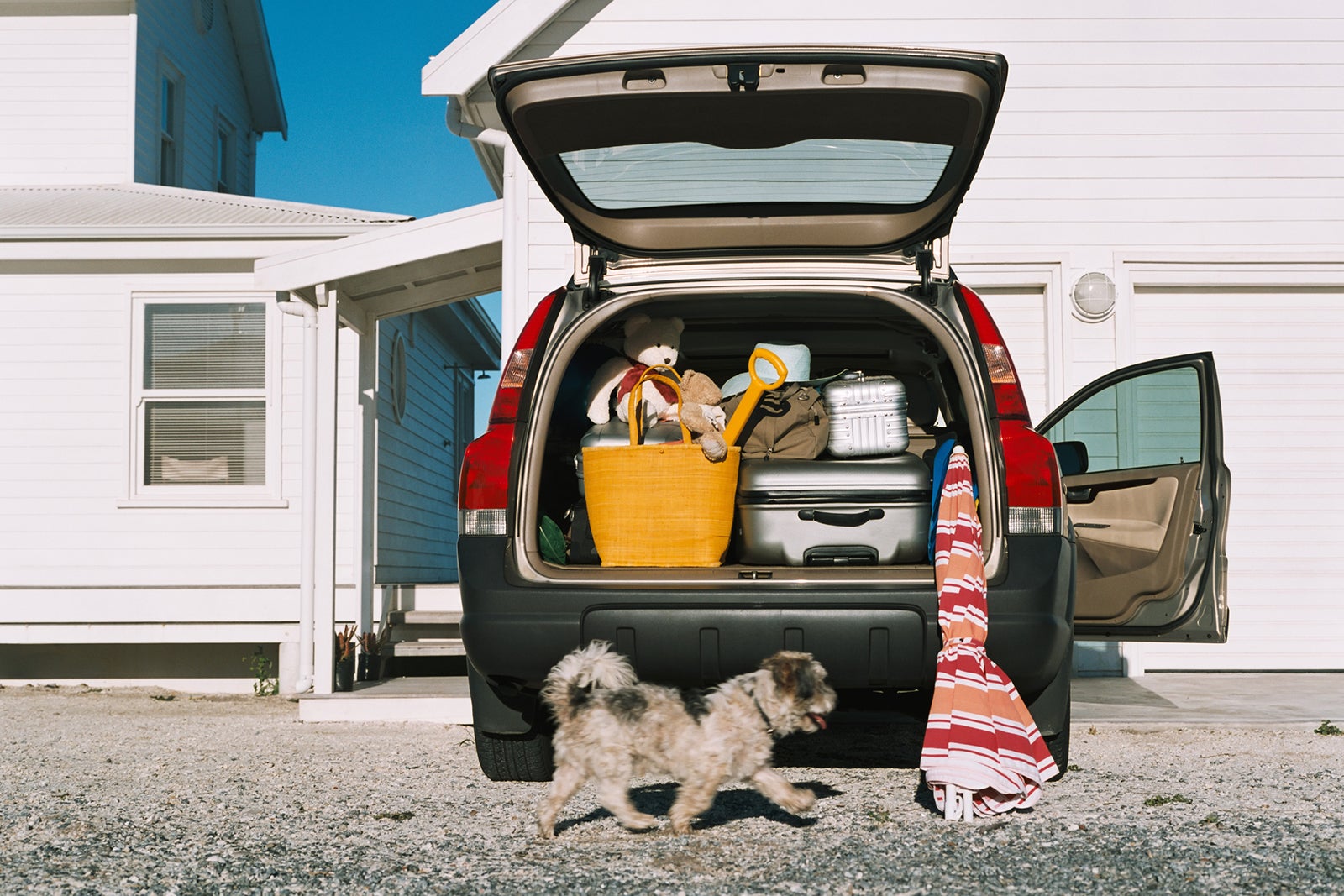 road trip because it's your dog
