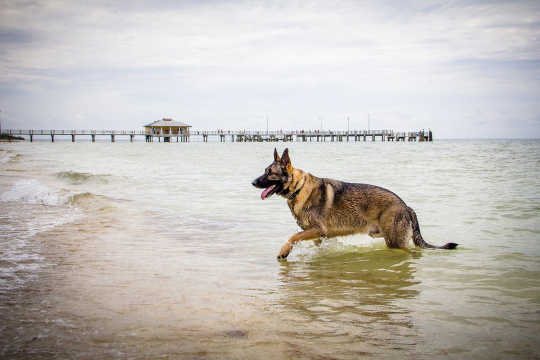 The 10 best dogfriendly destinations The Points Guy