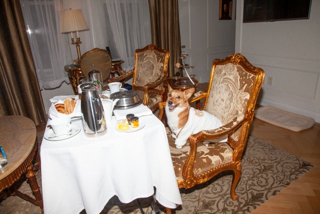 These hotels go all-out with luxury pet amenities - The Points Guy - Luxury Penthouse Rentals Pet Policy