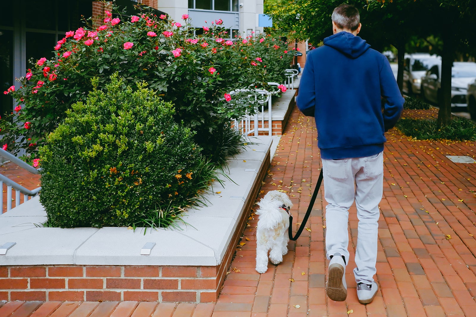 The 10 best dog-friendly destinations - The Points Guy