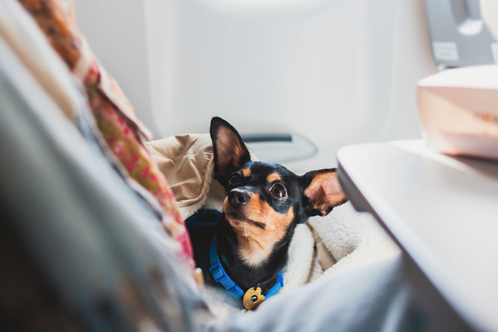 dog plane travel