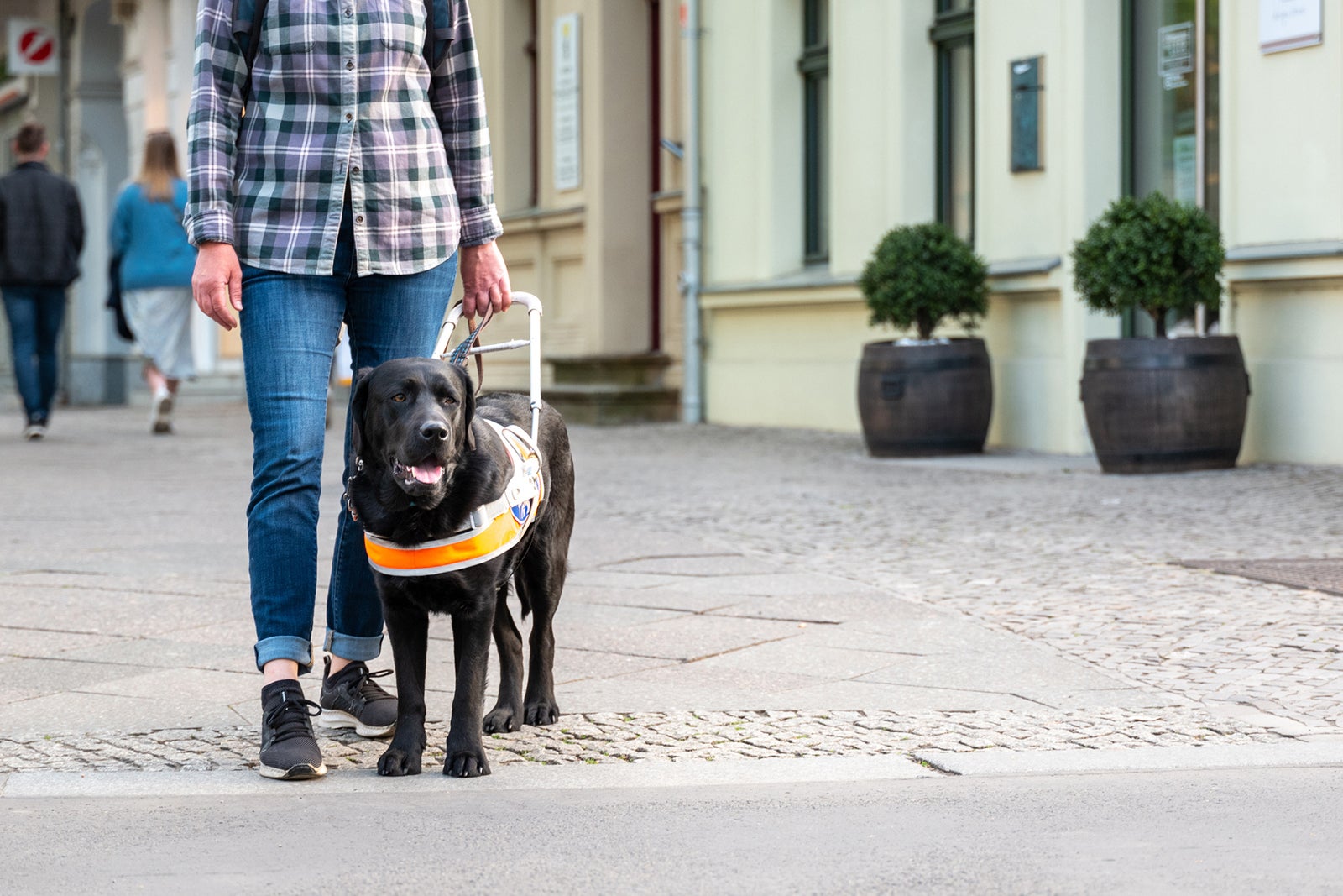 delta international travel with service dog