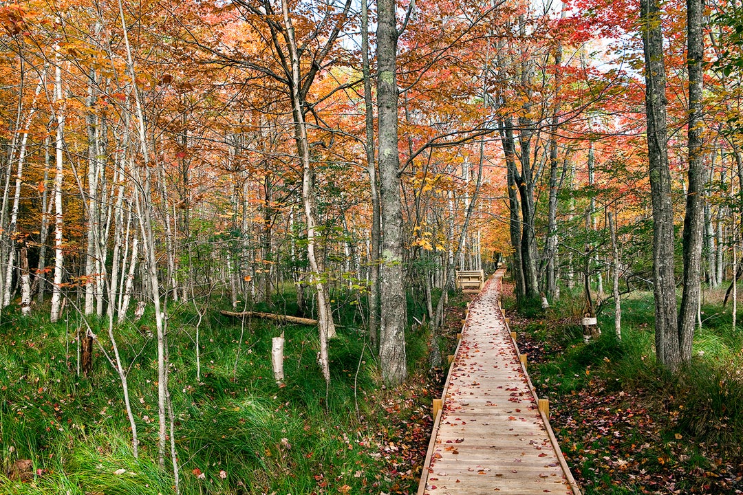 5 best fall foliage cruises in New England, Canada and beyond The