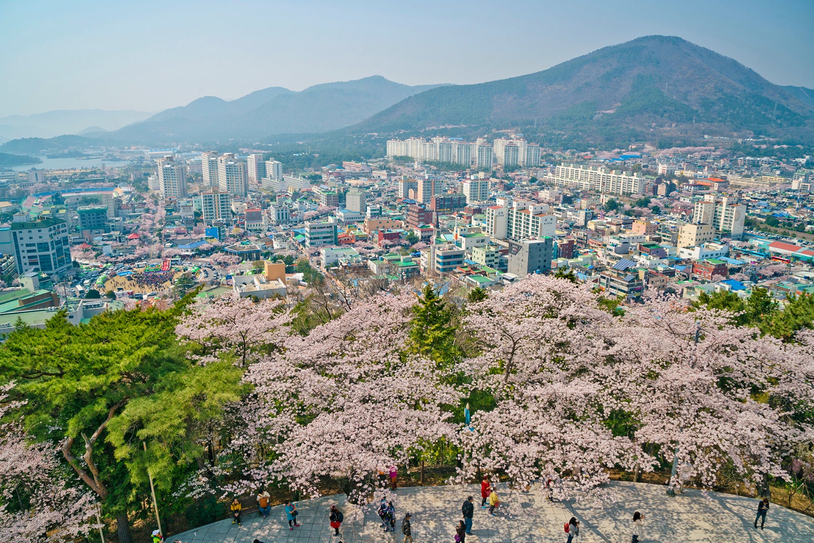 Best Destinations To Visit In 2024 South Korea The Points Guy   Jinhae Sakura Festival At Yeojwacheon Stream South Korea Thanyarat07 