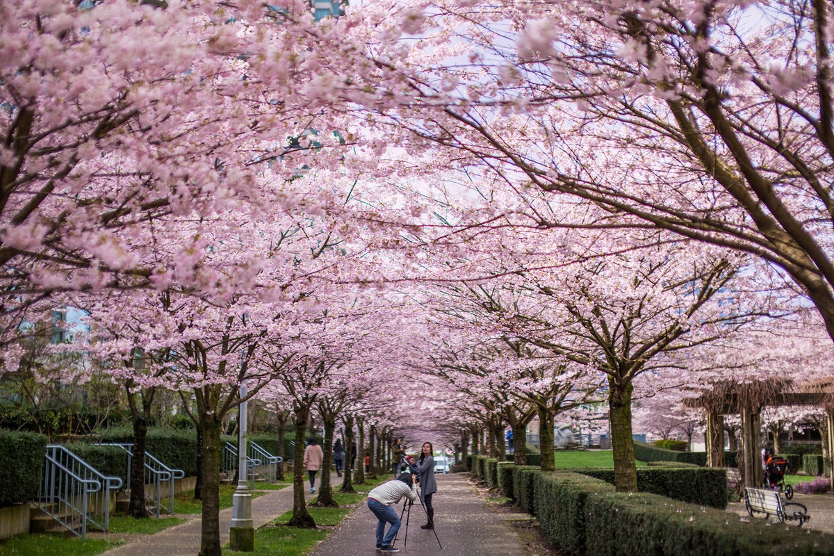 Best Places to See Cherry Blossoms in Japan
