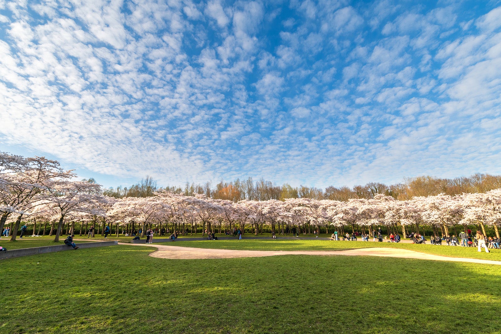 The best places in the world to see cherry blossoms - The Points Guy