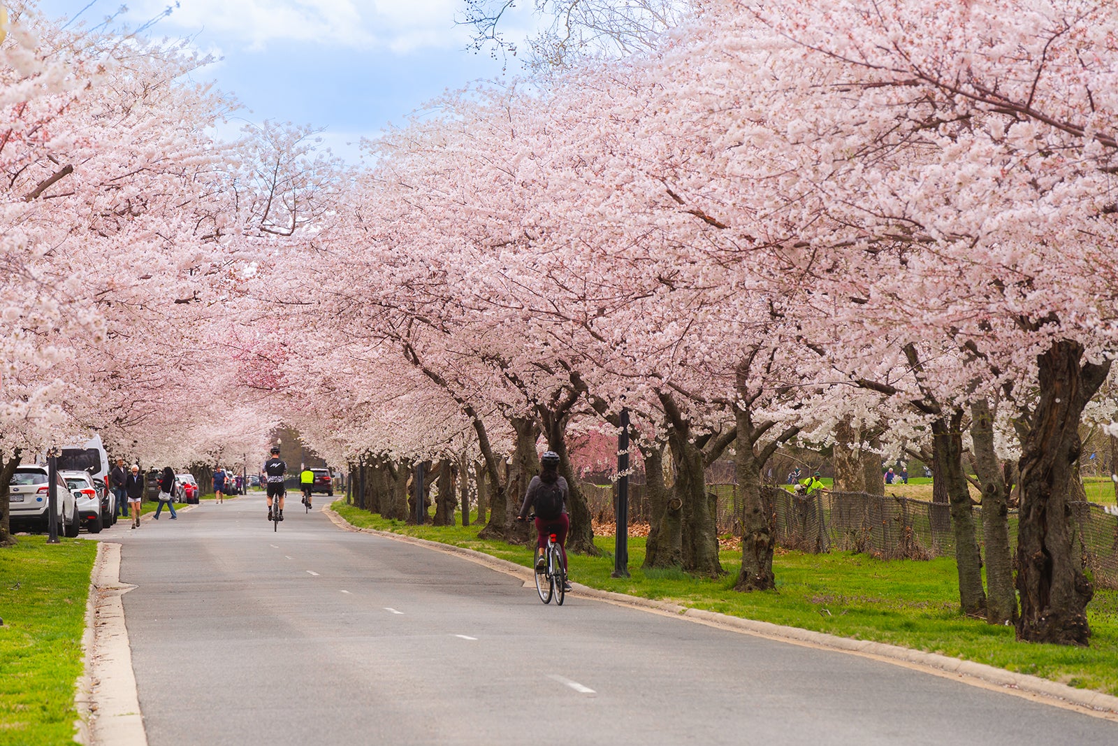 Peak Bloom Date Announced Best Time To See DC S Cherry Blossoms In   Washington D.C. Cherry Blossoms CherryBlossoms HainsPoint 3 