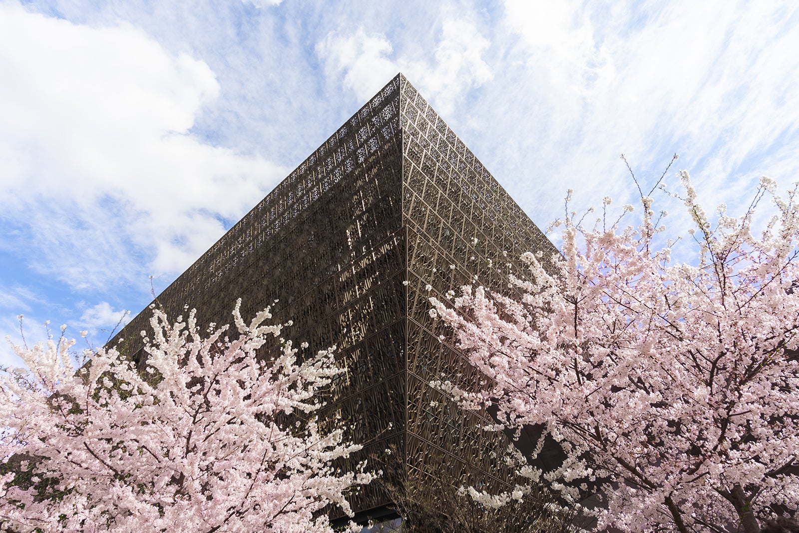 Peak Bloom Date Announced Best Time To See DC S Cherry Blossoms In   Washington D.C. Cherry Blossoms CherryBlossoms NMAAHC 1 