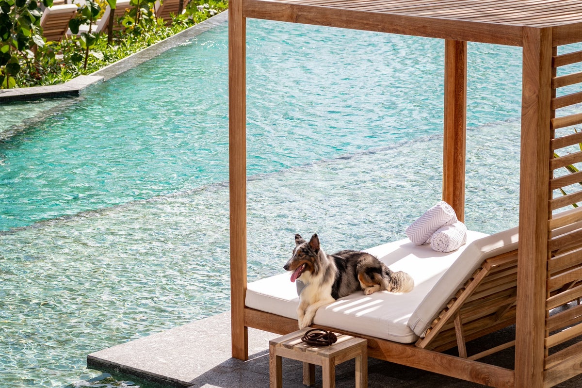 View of These hotels go all-out with luxury pet amenities - The Points Guy