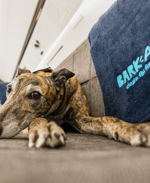 Bark Air promises a first-class ride for your pet — for a hefty fee