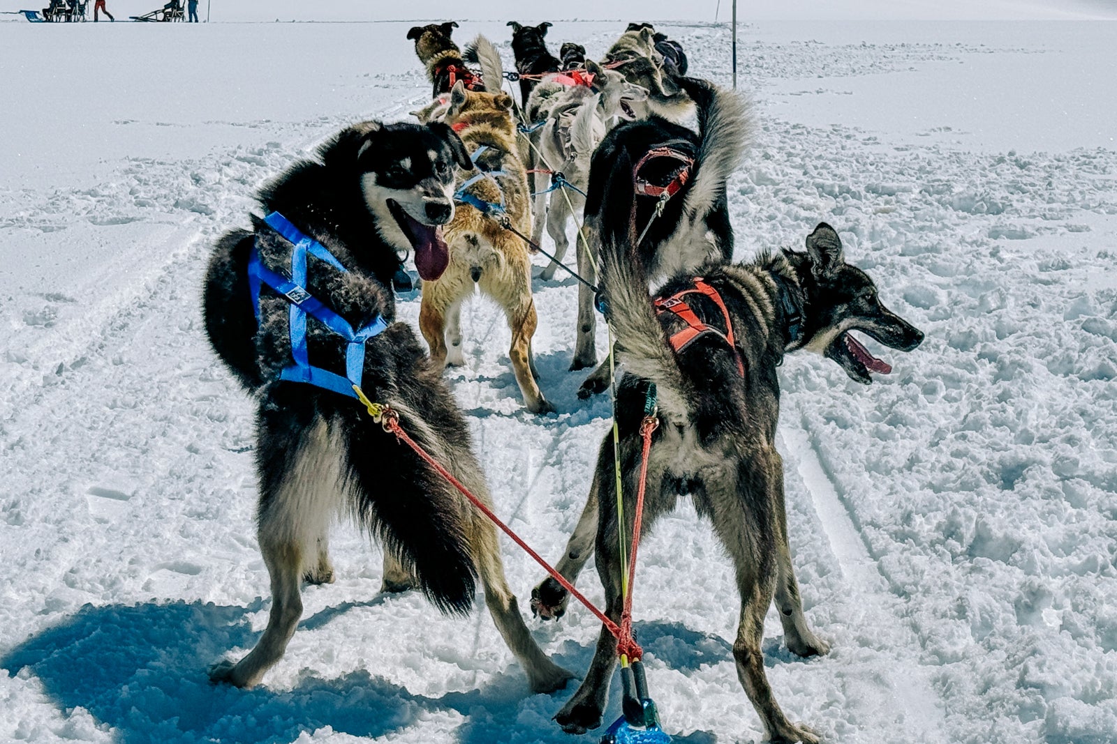 dog sled tours near denver