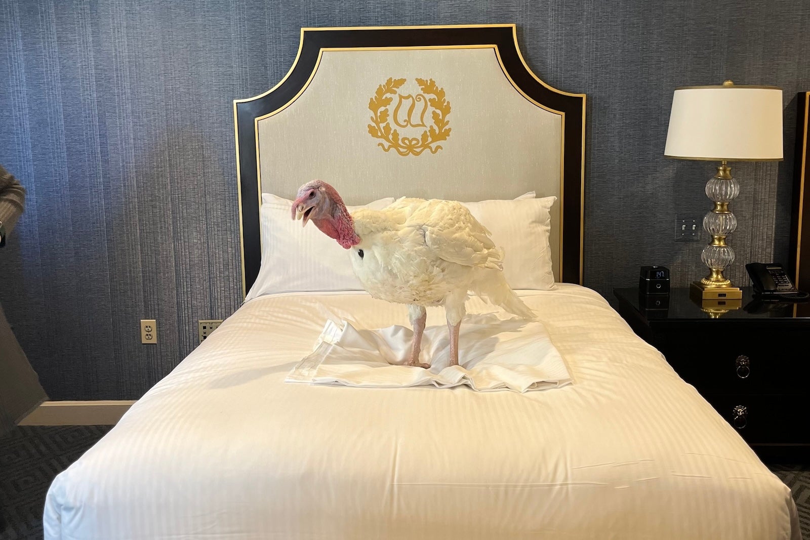 the-willard-intercontinental-hosts-pardoned-thanksgiving-turkeys-before
