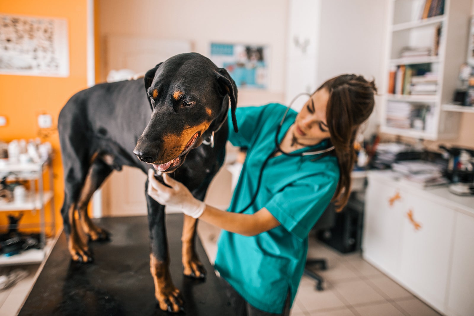 Vet examining Doberman with stethoscope at animal hospital.
