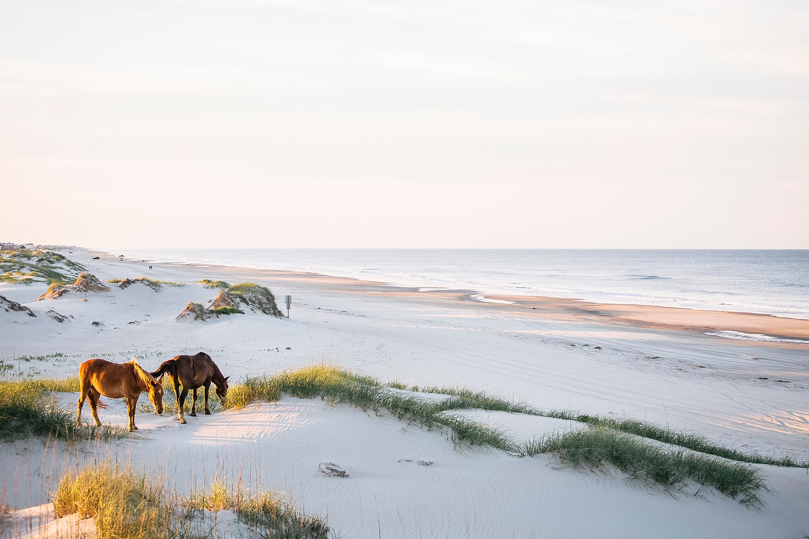 Horses grazing on beach in Corolla North Carolina Cavan Images